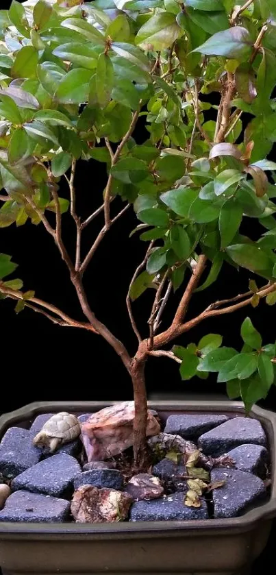 Bonsai tree in pot with dark green leaves.