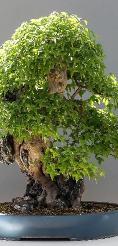 Bonsai tree with lush green leaves in a peaceful setting.