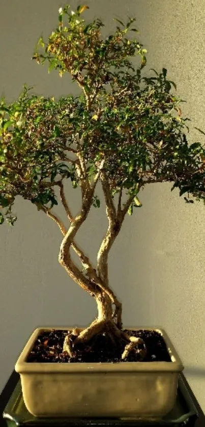 Elegant bonsai tree in sunlight, set against a soft background.