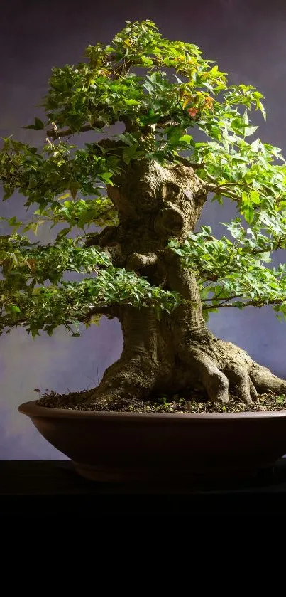 Serene bonsai tree in a pot with a soothing green and brown color scheme.