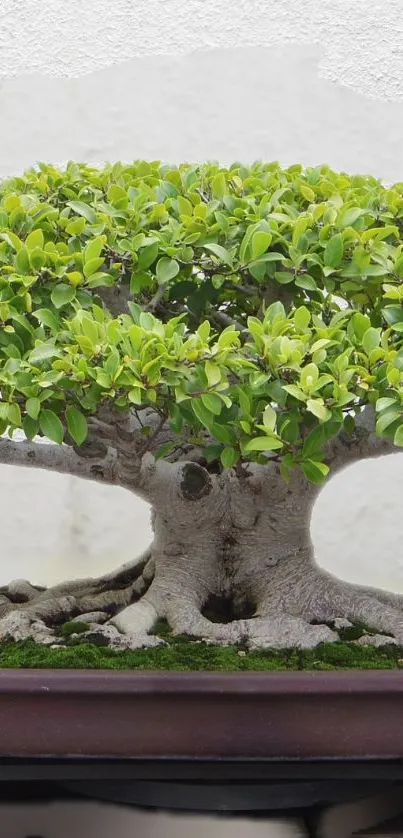 Mobile wallpaper featuring a lush bonsai tree with vibrant green leaves.