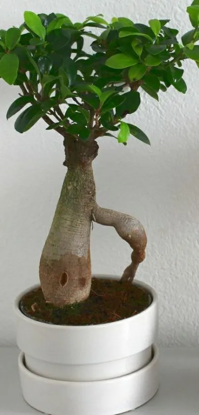 Bonsai plant in a white tub pot on a plain background.