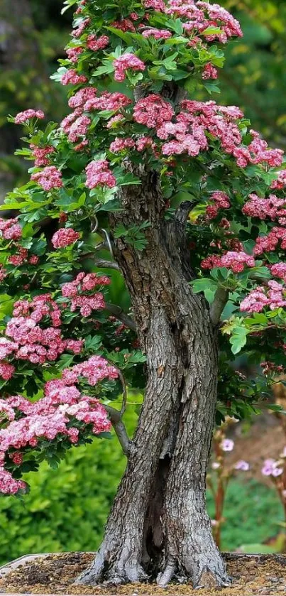 Bonsai tree with pink blossoms in a garden setting.