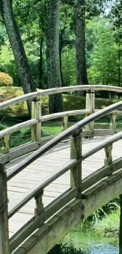 Serene wooden bridge amid lush green forest wallpaper.