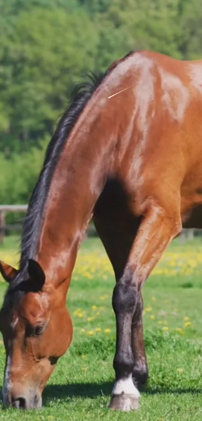 A brown horse grazing in a vibrant green pasture with trees in the background.