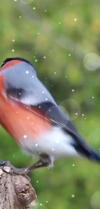 Bullfinch perched on branch with soft green background.