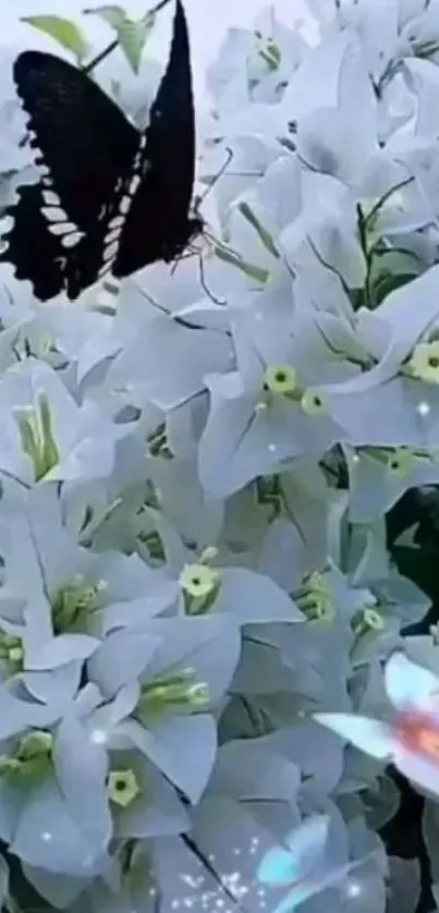 Black butterfly resting on white flowers with gentle hues.