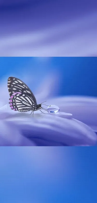 Butterfly perched on a blue flower petal with a droplet.