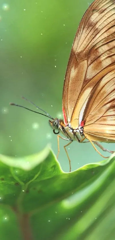 Close-up of a butterfly sitting on a green leaf, perfect for mobile wallpaper.