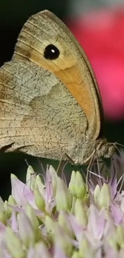 Butterfly resting on colorful flower with a blurred background.