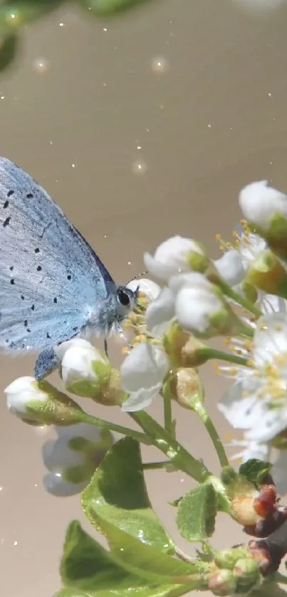 Blue butterfly resting on white blossoms in serene nature scene.