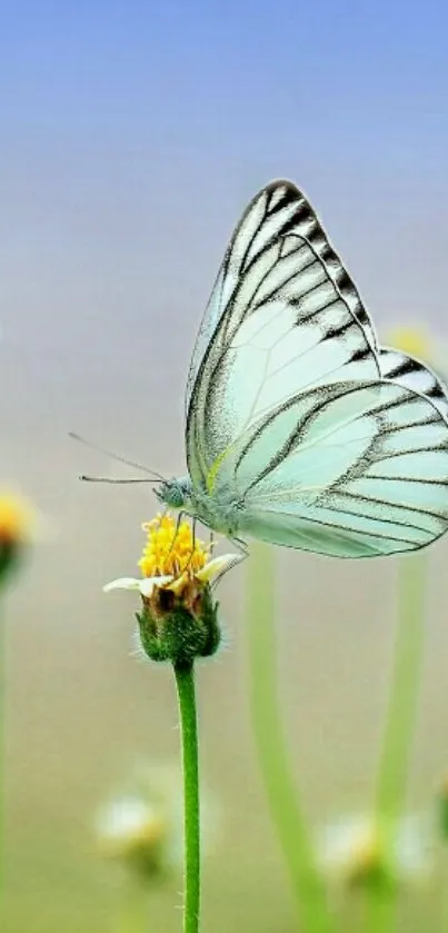 Butterfly perched on a flower with a serene blue background.