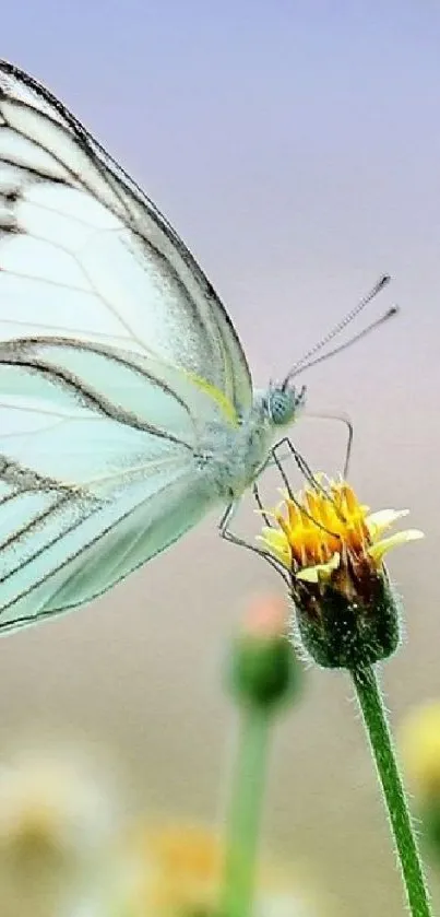 Serene butterfly resting on a yellow flower with a soft, blurred background.