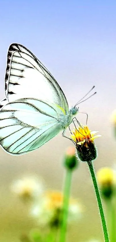 Butterfly perched on a yellow flower in a serene meadow.