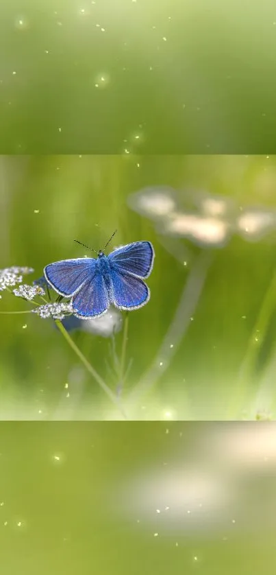 Blue butterfly on a green meadow wallpaper.