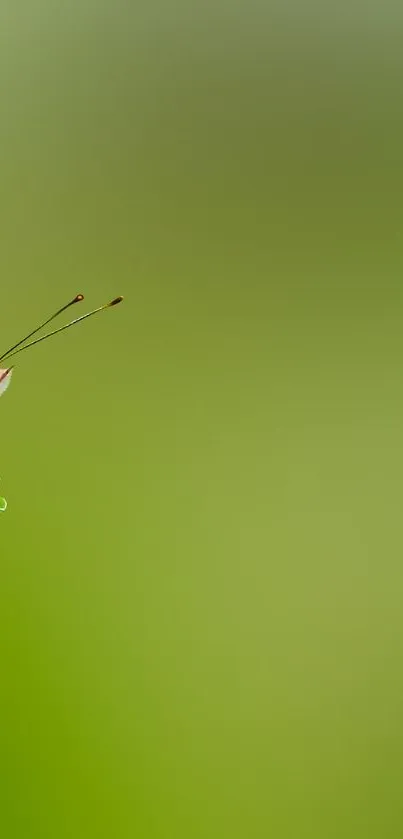 A brown butterfly perched on a vibrant green leaf.