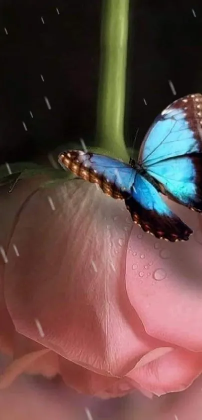 Serene blue butterfly on a dewy pink rose, perfect for nature-themed mobile wallpaper.