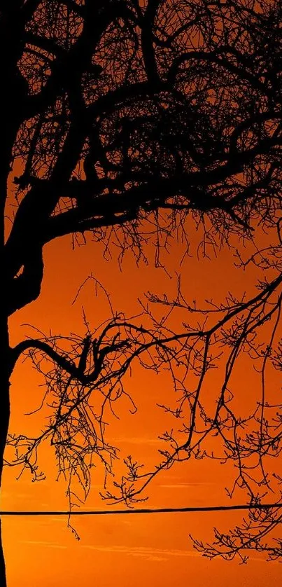 Silhouette of a cat on a wire framed by trees with a glowing orange sunset.