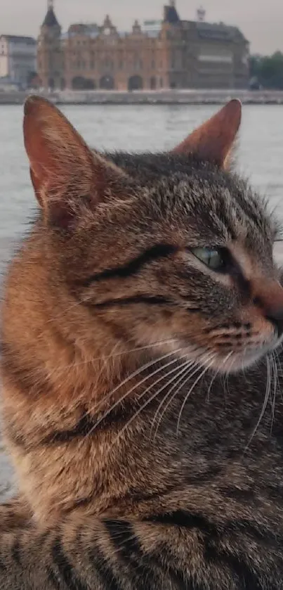 A serene cat lies calmly on riverbank rocks with a cityscape in the background.