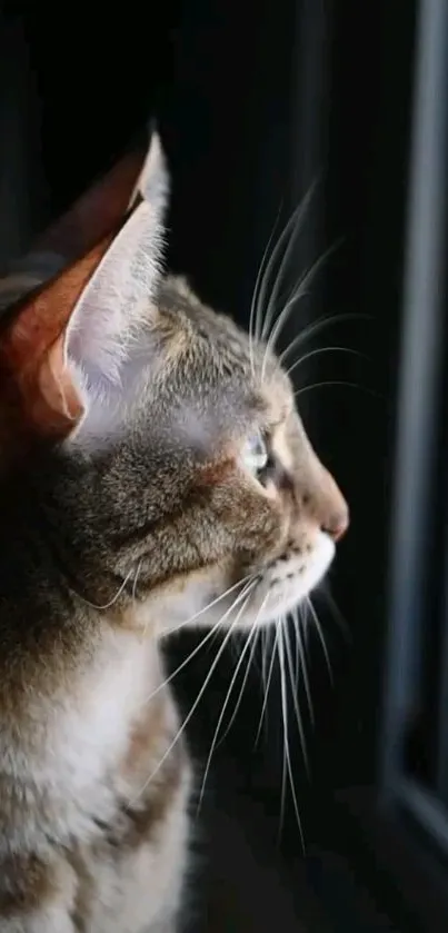 A serene cat gazing out a window in soft natural light.