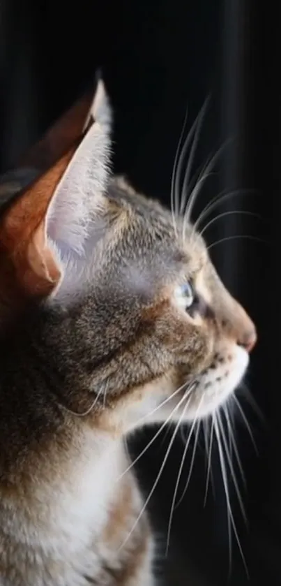 A cat gazes out a window under natural light, evoking calm and tranquility.