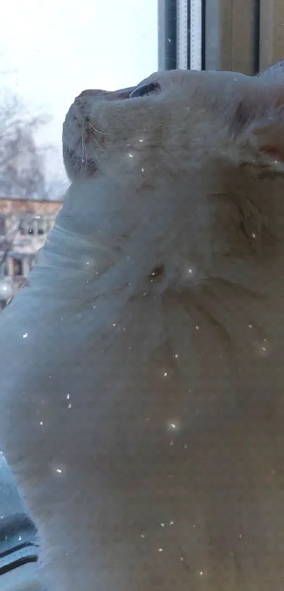 White cat by a window with a serene and tranquil ambiance.