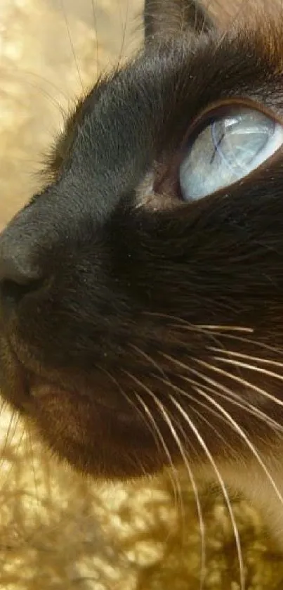 Close-up of a Siamese cat's face with striking blue eyes.