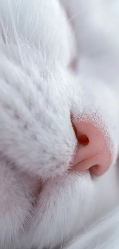 Close-up of a serene white cat with pink nose, perfect for wallpaper.