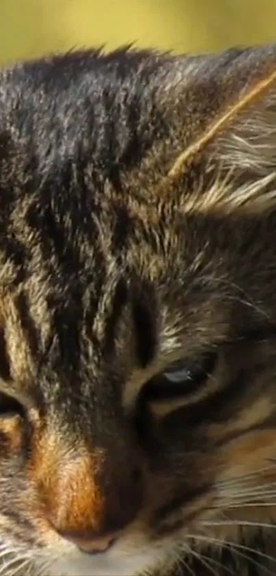 Serene close-up of a cat's expressive face with detailed features.