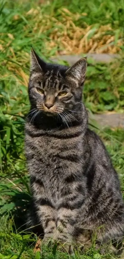 Striped cat sitting in a lush green garden.