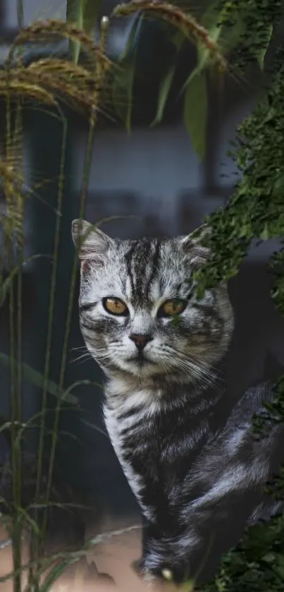 A gray tabby cat amidst lush green foliage and tall grass.