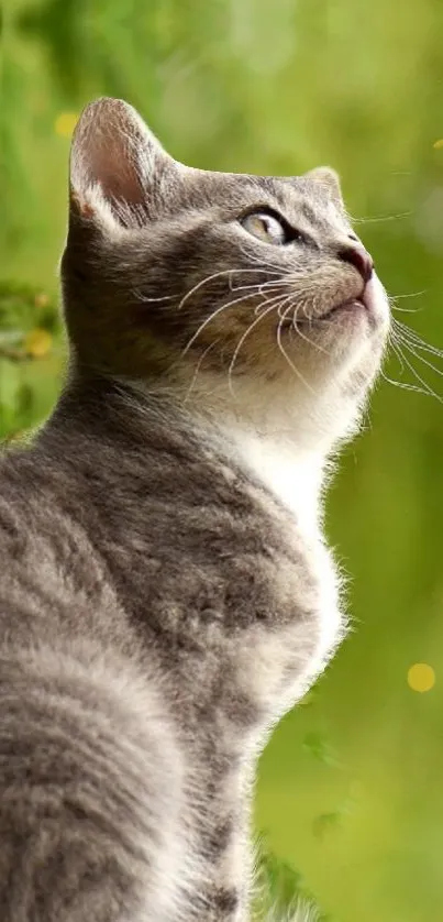 Gray cat looking upwards against a green nature backdrop.