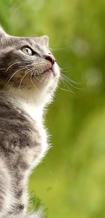 Adorable gray cat on a lush green background.