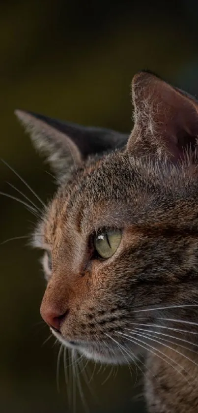 A detailed profile of a calm cat with earthy brown tones.