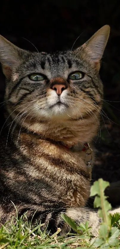 A tabby cat enjoys the sunlight outdoors, creating a serene and peaceful scene.