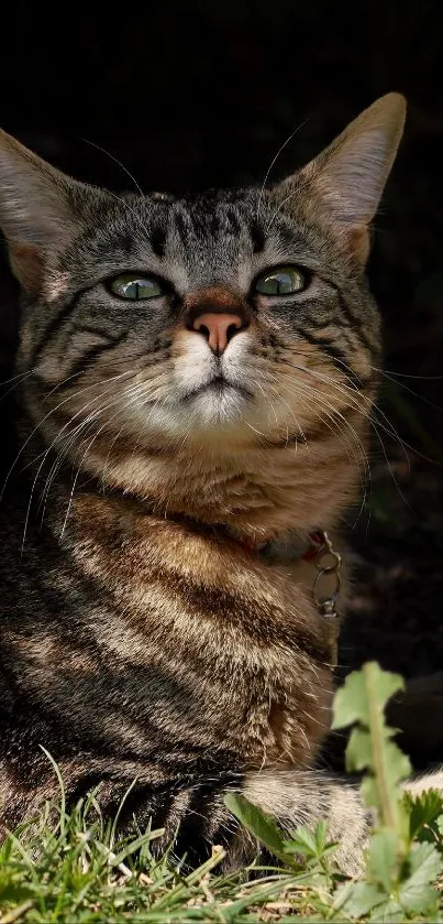Striped tabby cat resting in sunlight on grass.