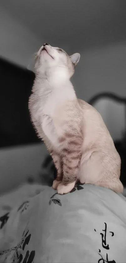 Serene cat sitting elegantly on a bed with monochrome tones.