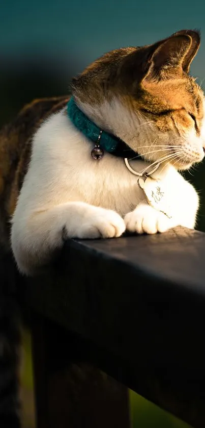 Cat resting on a wooden fence in sunlight.