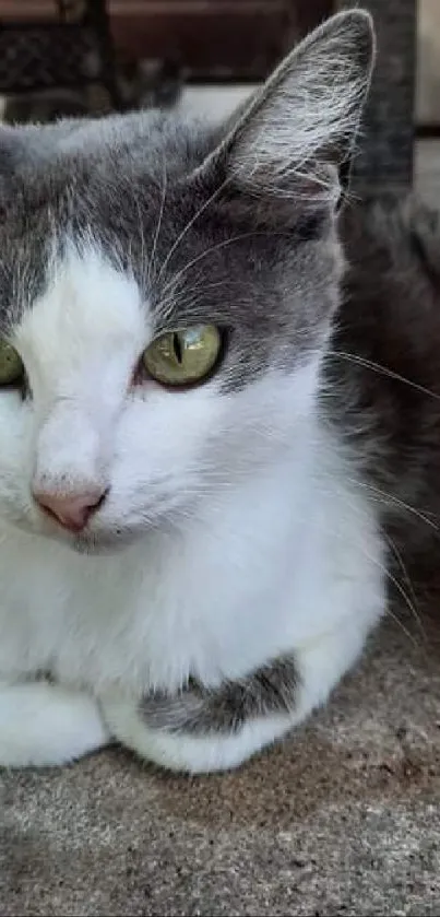 Grey and white cat resting on stone pavement.