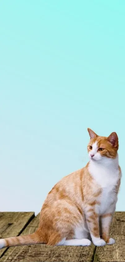 Cat sitting on a wooden deck with a light cyan background.