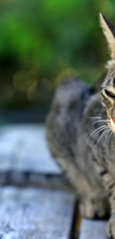 Cat sitting on wooden deck with green blurred background.