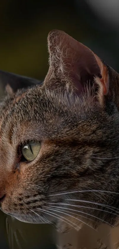 Close-up portrait of a serene cat with green eyes as mobile wallpaper.