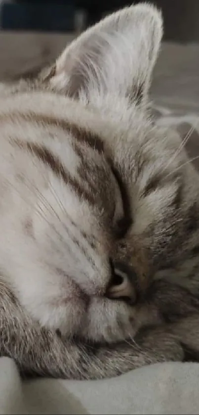 Serene cat sleeping on a cozy bed, creating a peaceful mobile wallpaper.