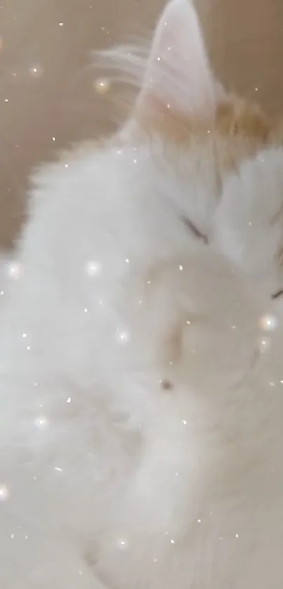 Dreamy fluffy white cat with sparkles.