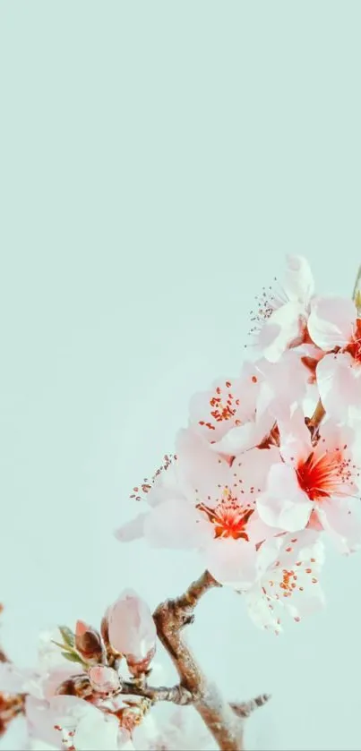 Cherry blossom branch on pastel background, serene and elegant.