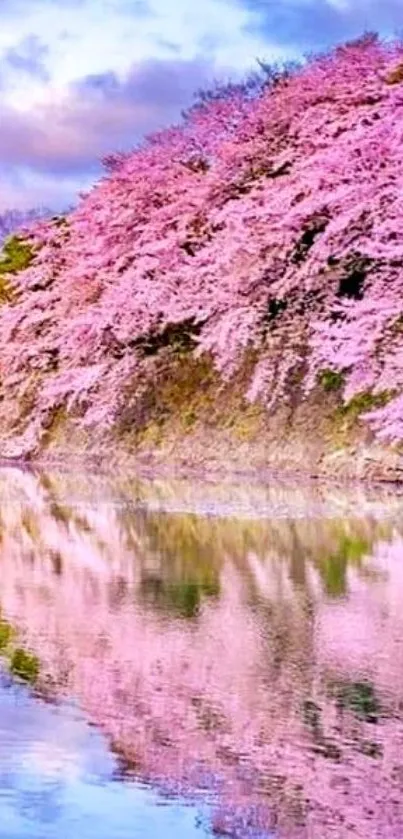 Cherry blossoms reflect on a calm river with vibrant pink hues.