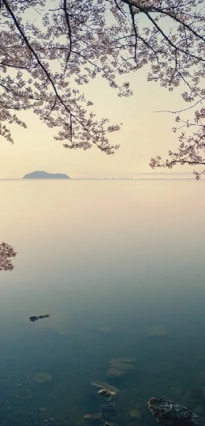 Serene wallpaper with cherry blossoms over calm water at sunset.