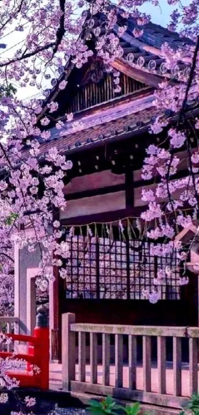 Serene cherry blossom temple with pink blooms.