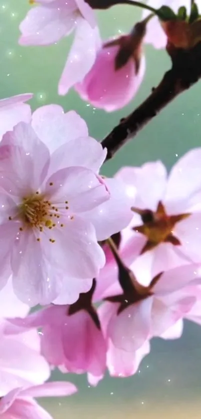 Cherry blossom wallpaper with soft pink flowers and delicate branches.