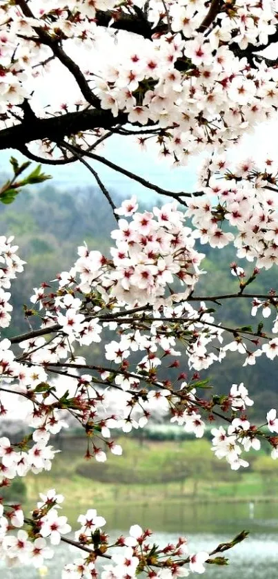 Cherry blossoms in full bloom on branches above a serene landscape.